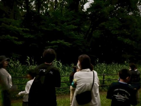 イベント名：夜のホタル観察会 ～ホタルの光のひみつを見つけにいこう！