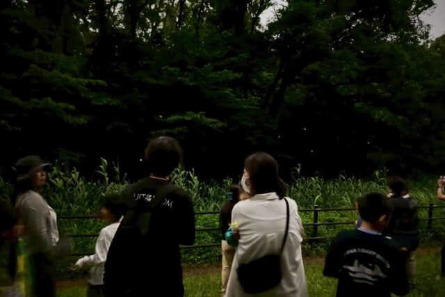 イベント名：夜のホタル観察会 ～ホタルの光のひみつを見つけにいこう！